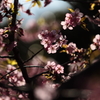 花便り　- 木漏れ陽の中で -