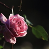 花便り　- ラベンダーパープルに惹かれて -