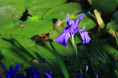 花便り　- 光を浴びた燕子花 -