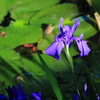 花便り　- 光を浴びた燕子花 -