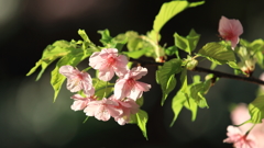 花便り　- 温室の春陽 -