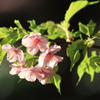 花便り　- 温室の春陽 -
