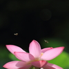 花便り　- 蓮華の輝き -