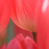 花便り　- 垣間見るうなじ -