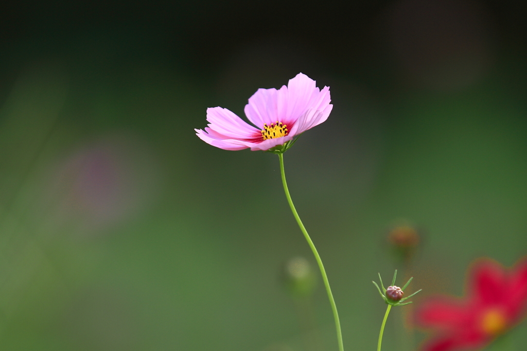 花便り　- 初秋の一輪 -