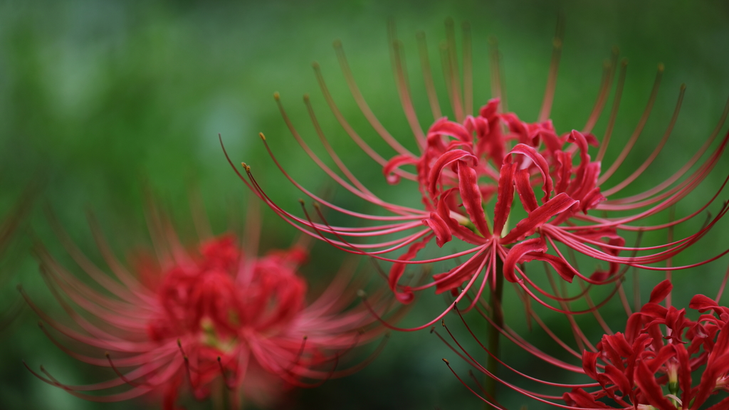 花便り　- シベの舞 -