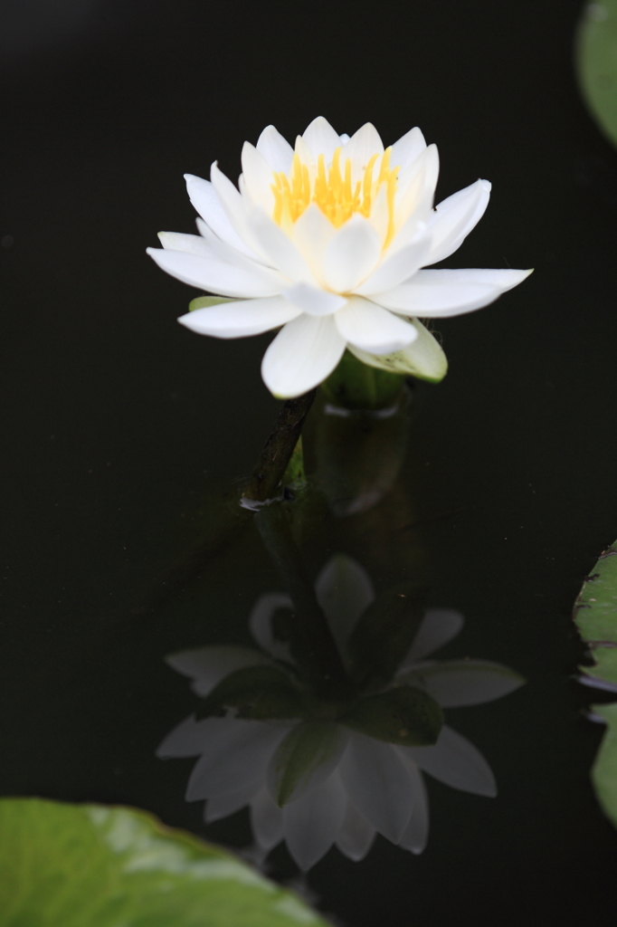 花便り　- 睡蓮・白い妖精 -