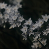 花便り　- シルクロードの彼方から -