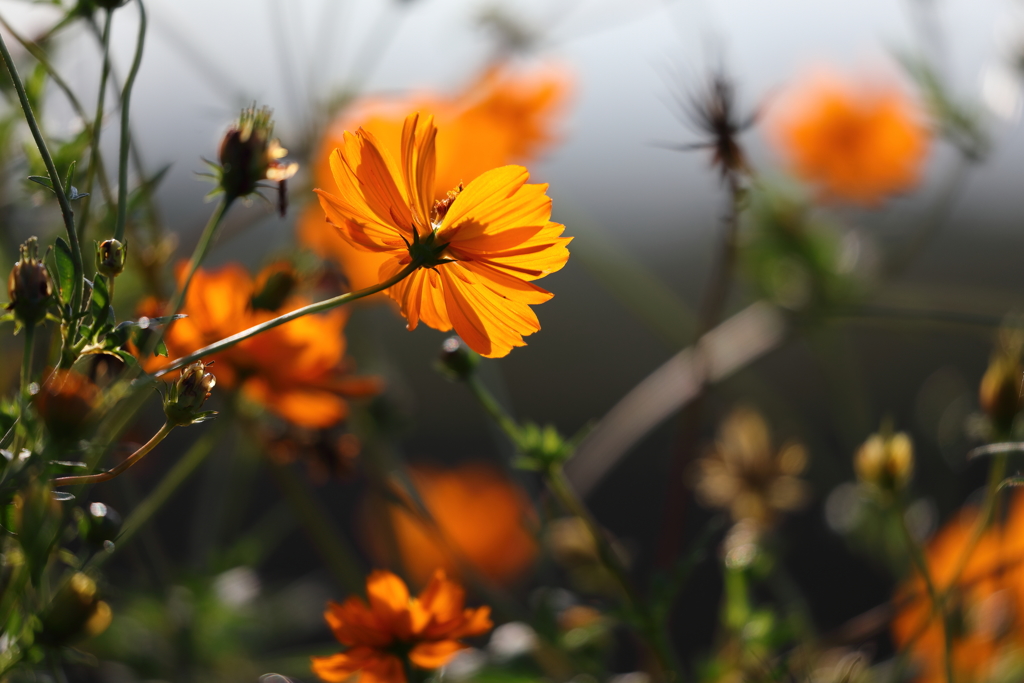 花便り　- 秋の野性味 -