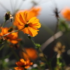 花便り　- 秋の野性味 -