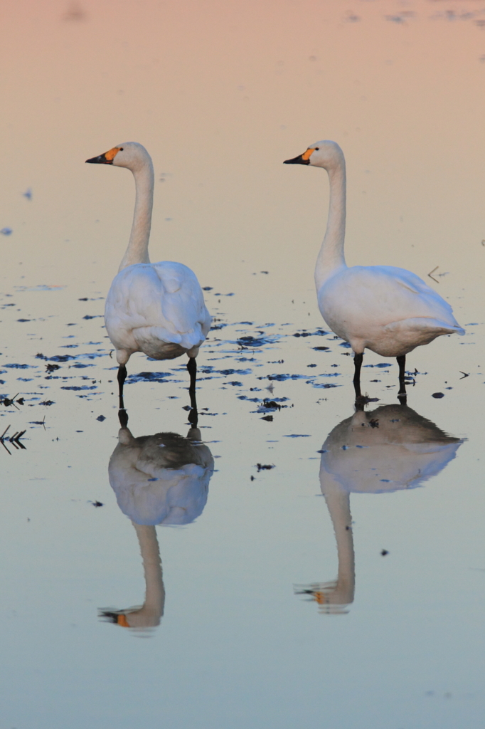 白鳥の郷　- センチな気分で -