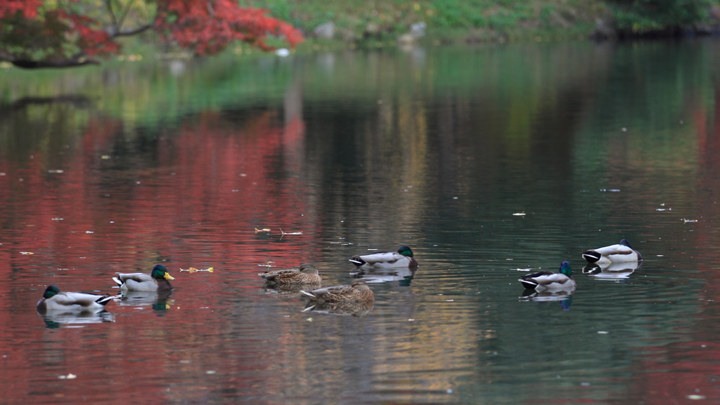 生き物写真館　- 秋の微睡み -