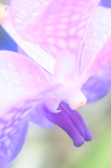 花便り　- 花芯の神秘 -
