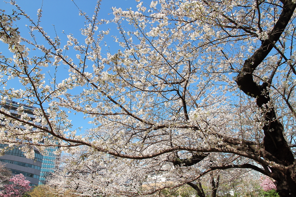 花便り　- 春に謳う -