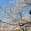 花便り　- 春に謳う -