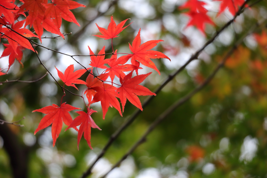 花便り　- 残り紅 -
