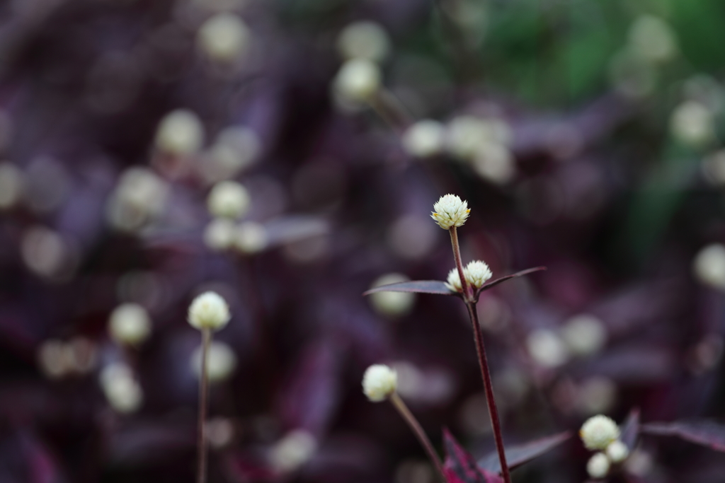 花便り　- 赤葉千日紅 -