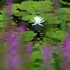 花便り　- 禊萩の奥の羊草 -