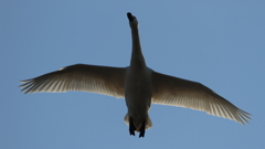 白鳥の郷　- 透過した翼 -