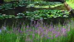花便り　- 水辺のミソハギ -