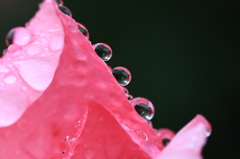 花便り　- 雨の薔薇園（ギャラリー用）１３ -