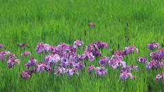 花便り　- 菖蒲田の競妍 -