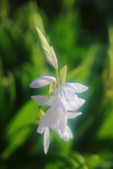 花便り　- 白花紫蘭 -