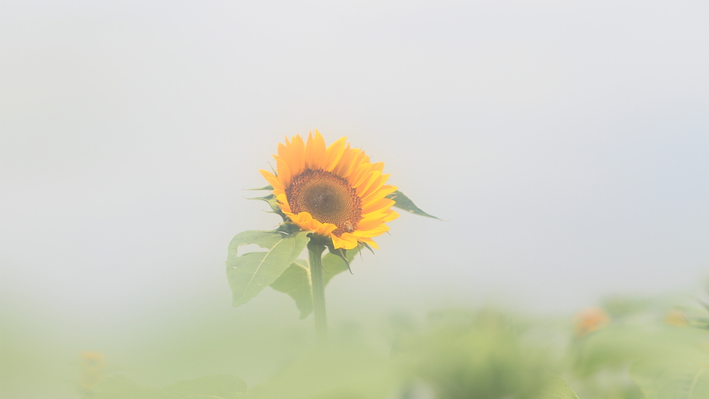 花便り　- 孤高のヒマワリ -