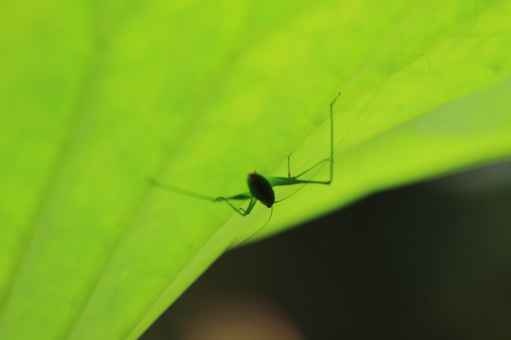 生き物写真館　- 蓮池のキリギリス -