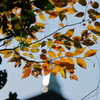 花便り　- 秋葉と尖塔 -