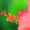 花便り　- 夏の日の想い出 -