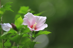 花便り　- 夏緑の中で -