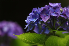 花便り　- 紫陽花葉 -