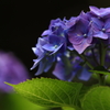 花便り　- 紫陽花葉 -