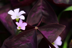 花便り　- 紫の舞 -