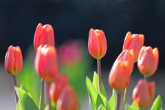 花便り　- 春への誘い -