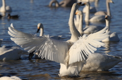 白鳥の郷　- 羽ばたきの後ろ姿 -