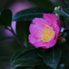 花便り　- 三国紅 -