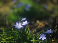 花便り　- こぼれる早春の陽 -