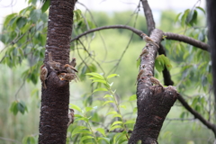 生き物写真館　- 不忍池のスズメたち -