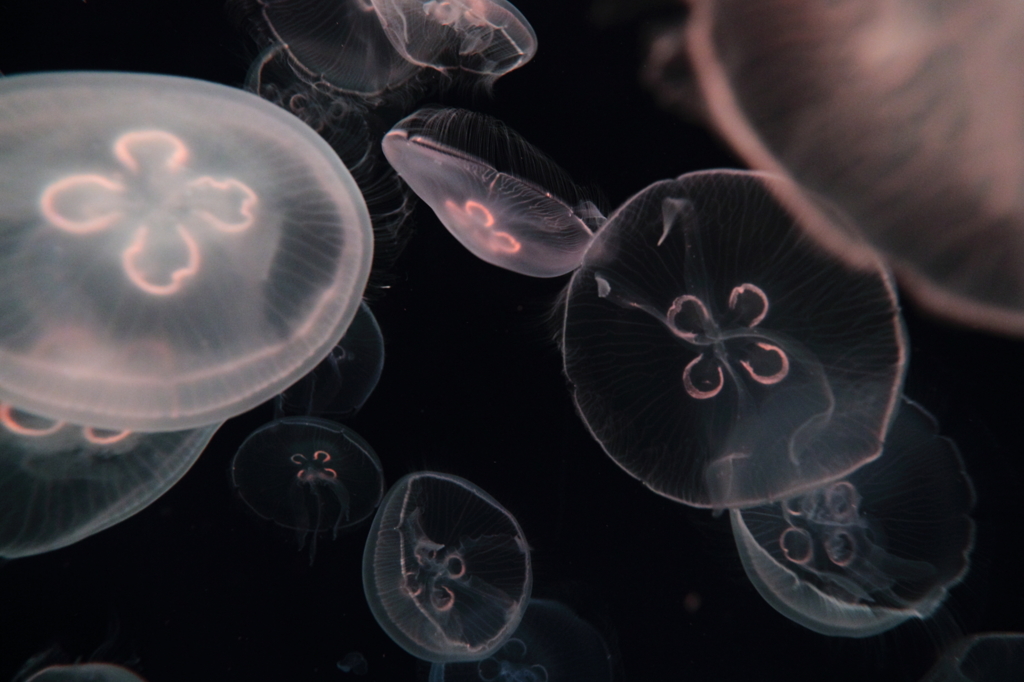 生き物写真館　- よつめの舞 -