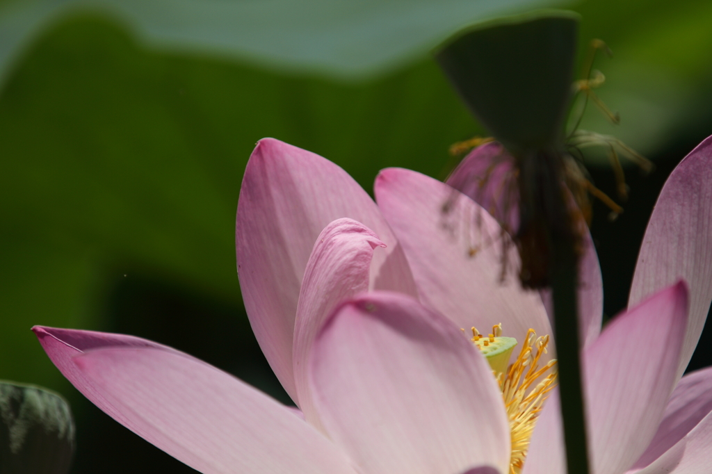 蓮　- 花托影 -