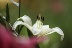 百合　（２）