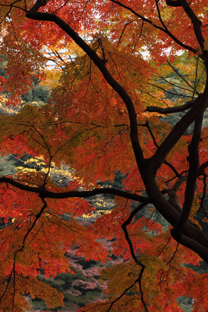紅葉