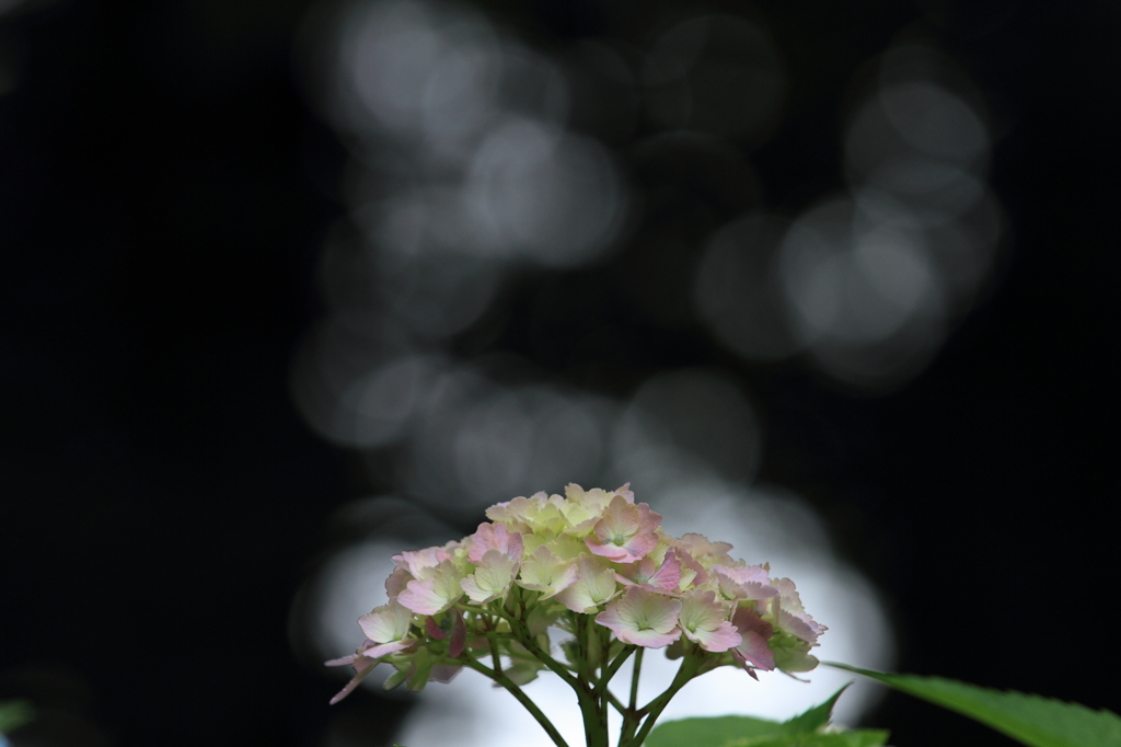 Hydrangea