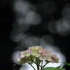 Hydrangea