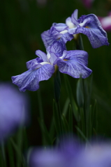 花菖蒲　- 青白筋 -