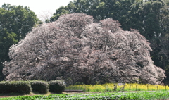 吉高の大桜