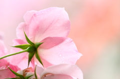 Rose - from behind -
