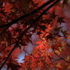 紅葉　- やっと逢えた -